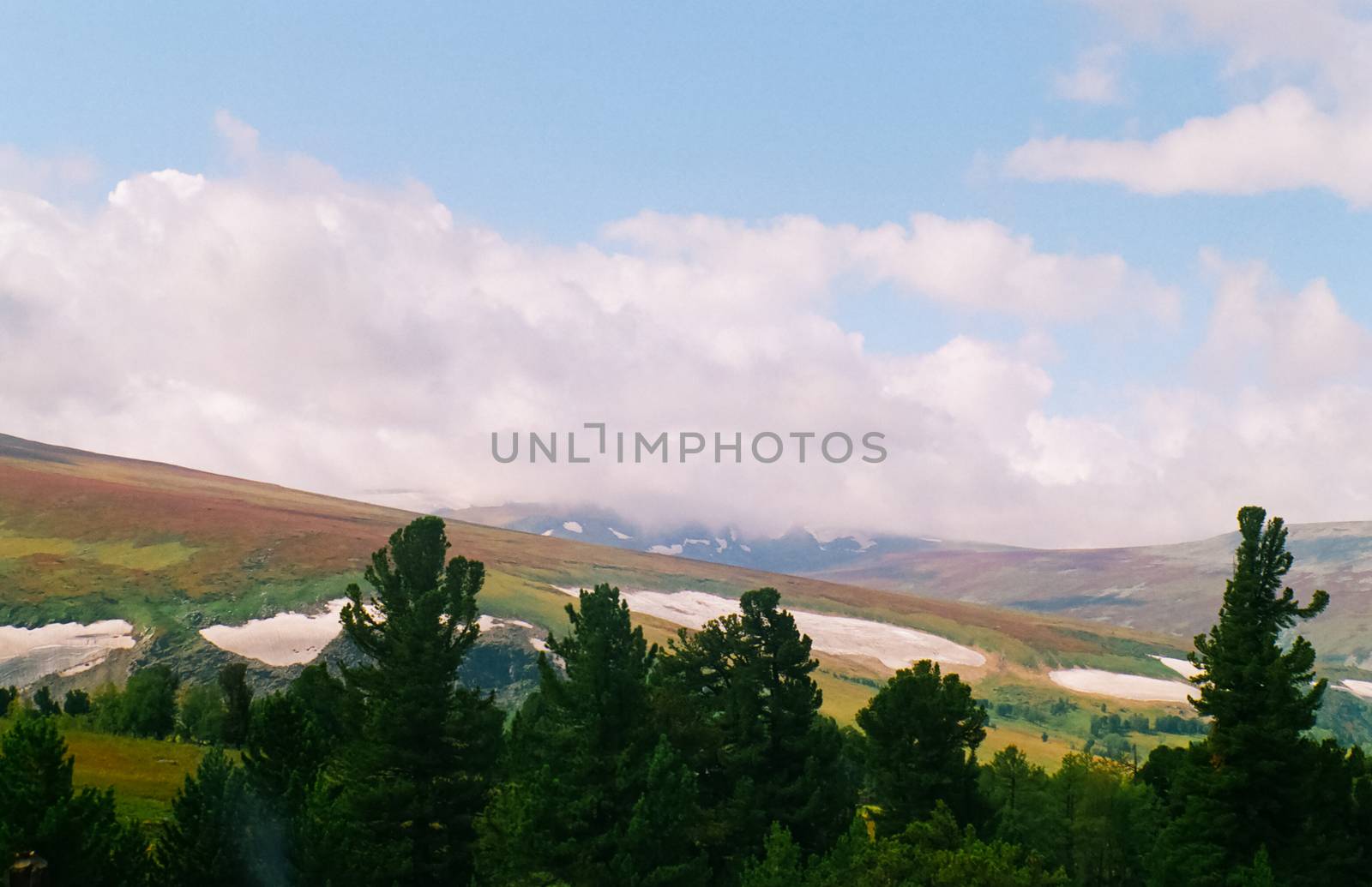 Landscape of the altai forests. Coniferous forests on the Altai.
