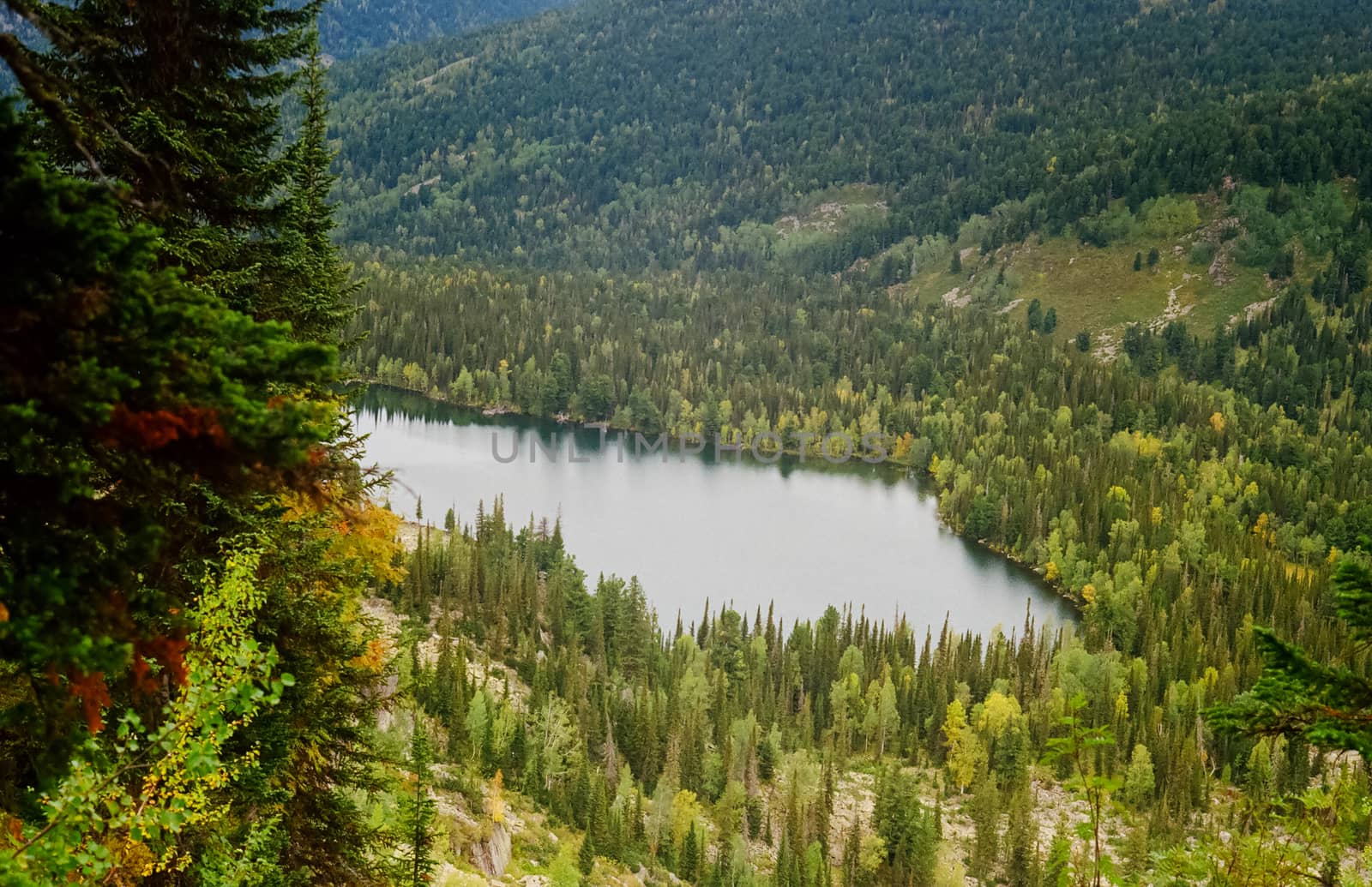 The river is among the mountains and forests of the Altai. Nature of the Altai