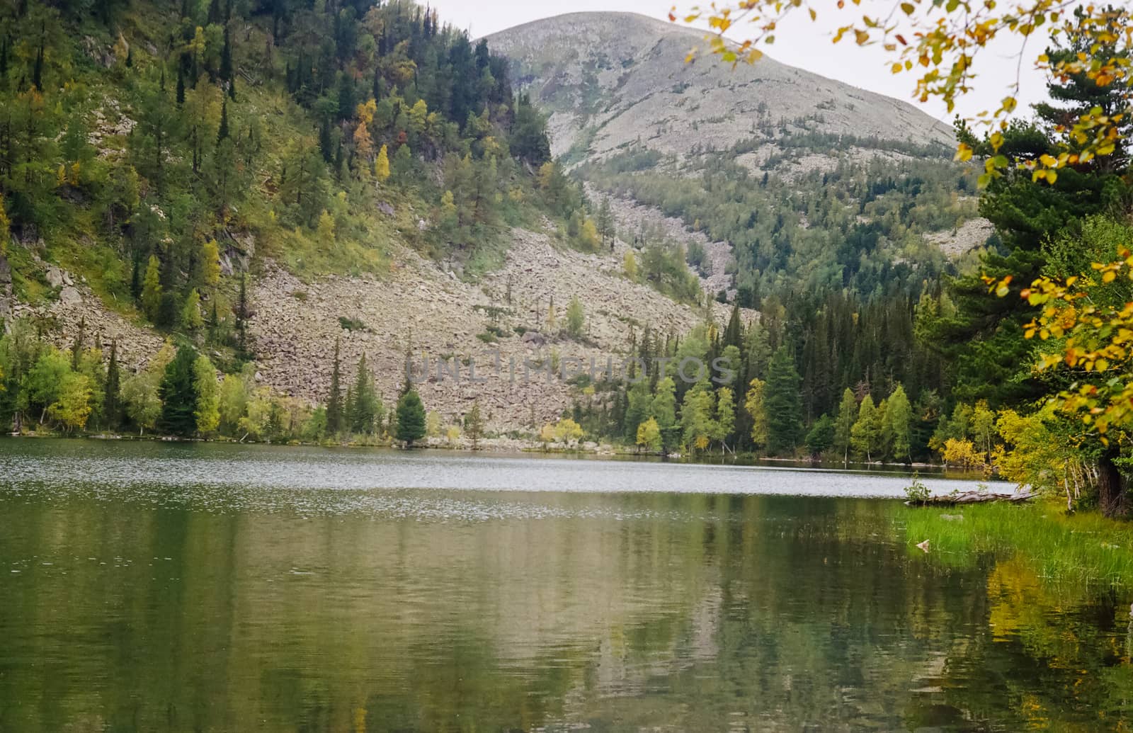 The river is among the mountains and forests of the Altai. Nature of the Altai