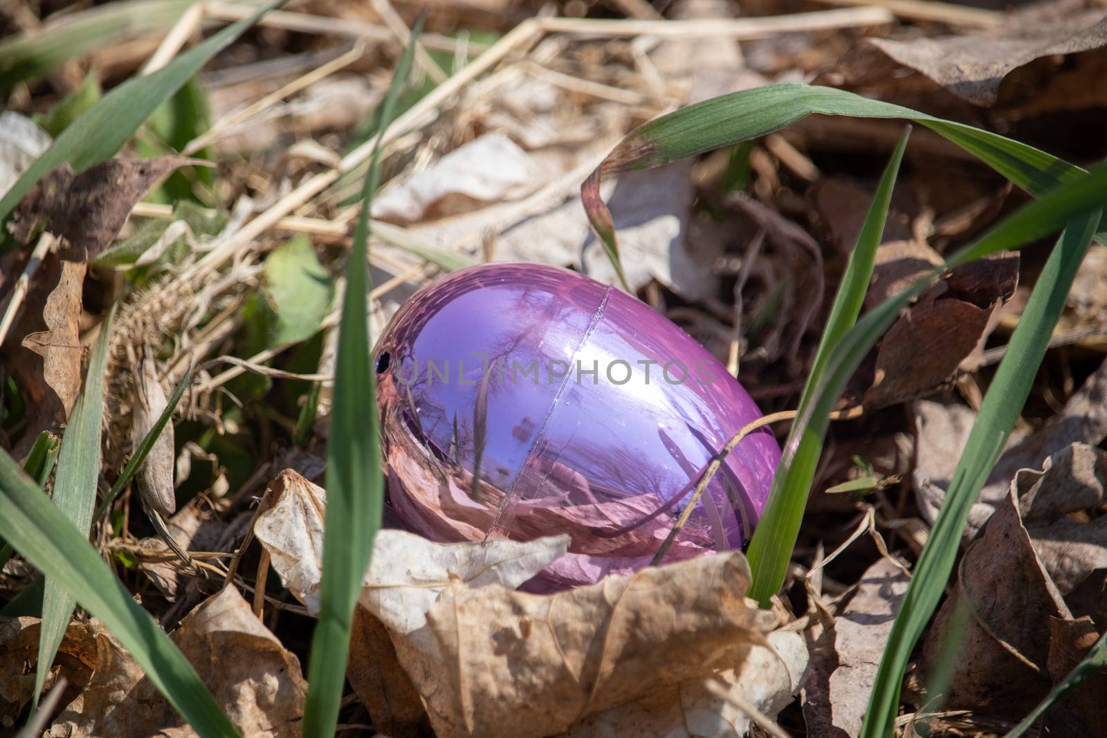 Bright pink Metallic Easter egg hidden in green grass and brown leaves . High quality photo