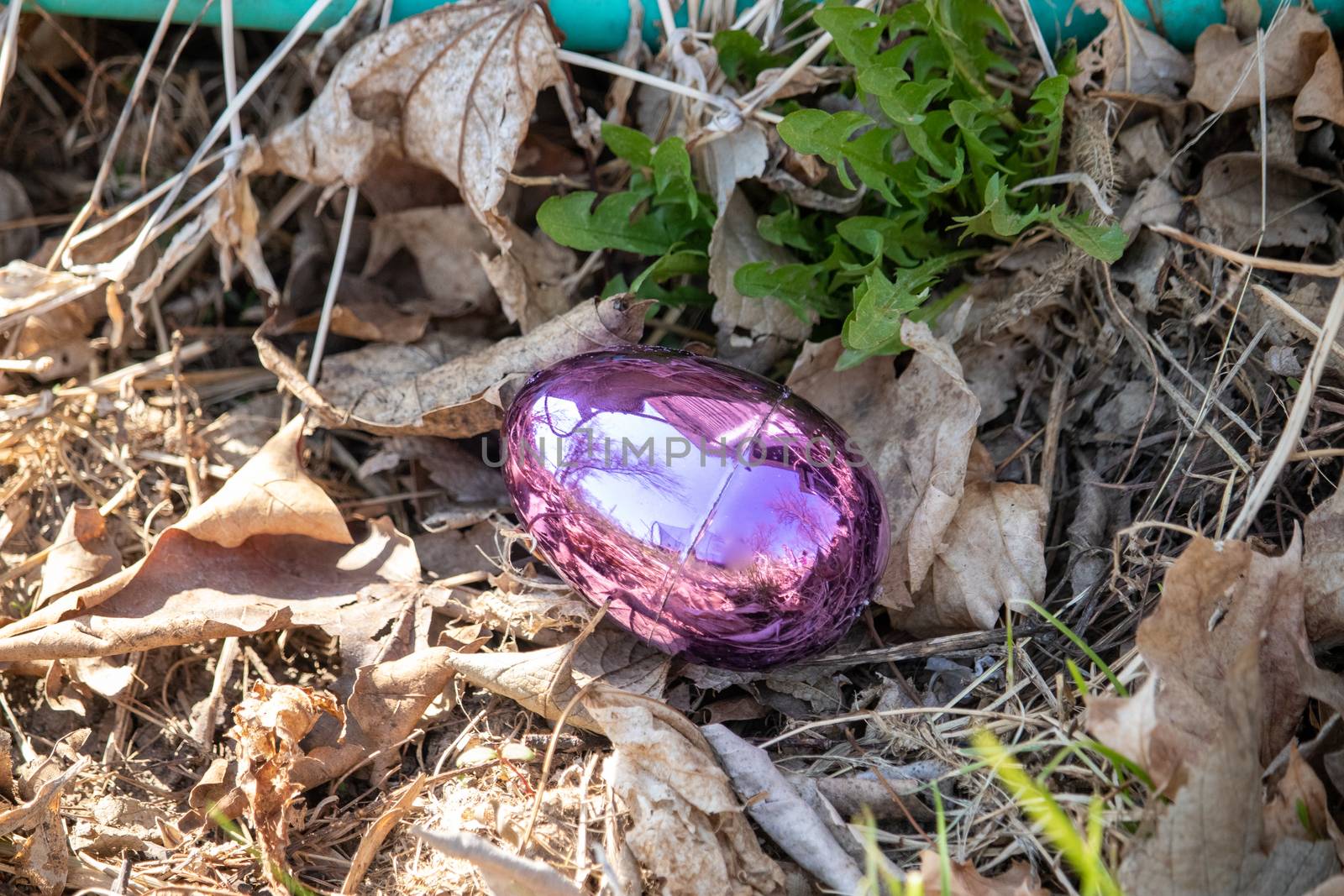 Bright pink Metallic Easter egg hidden in brown leaves . High quality photo