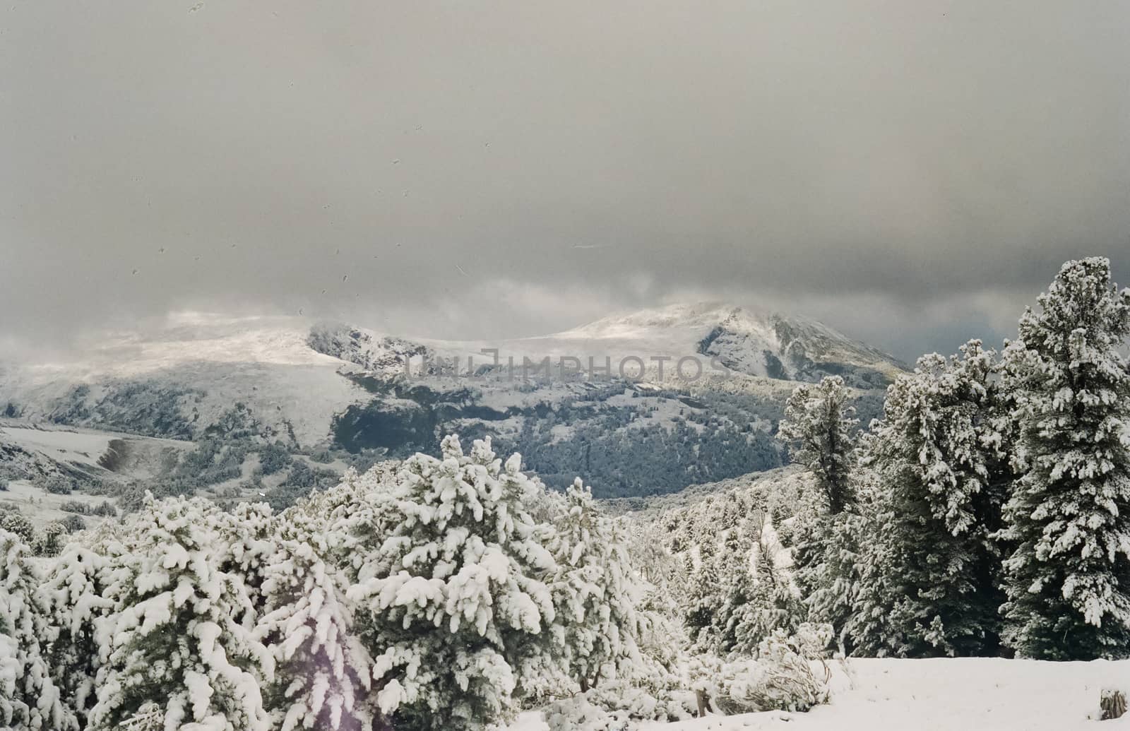 Winter Altai, mountains and forests in the snow. Winter came to the Altai and snow fell.