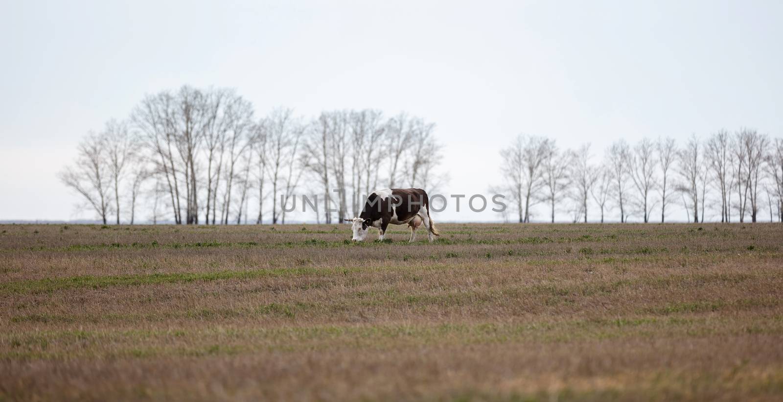 Distant side shot of a lone black-and-white cow in the field. Trees and grey sky are blurred in the background. Late autumn time. Panoramic. shot. Altai Krai, Siberia, Russia by DamantisZ