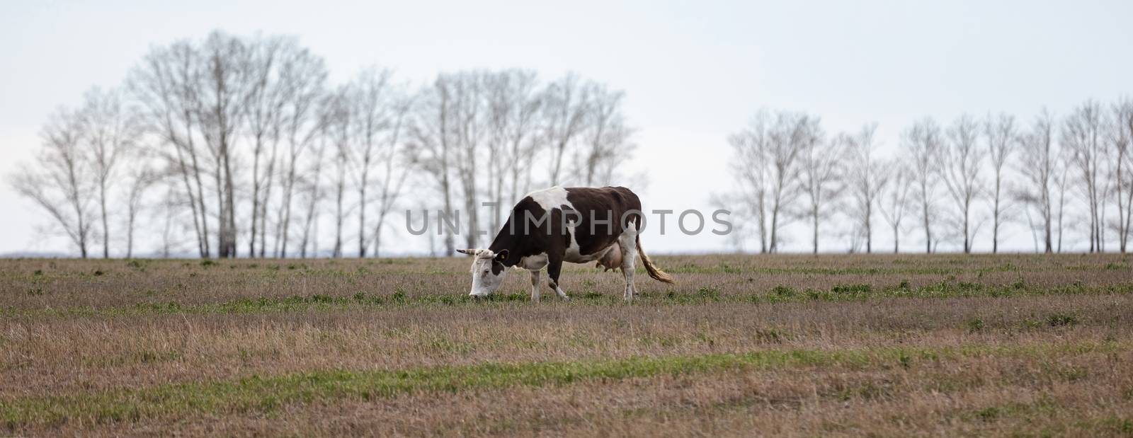 Close side shot of a lone black-and-white cow in the field. Trees and grey sky are blurred in the background. Late autumn time. Panoramic. shot. Altai Krai, Siberia, Russia by DamantisZ