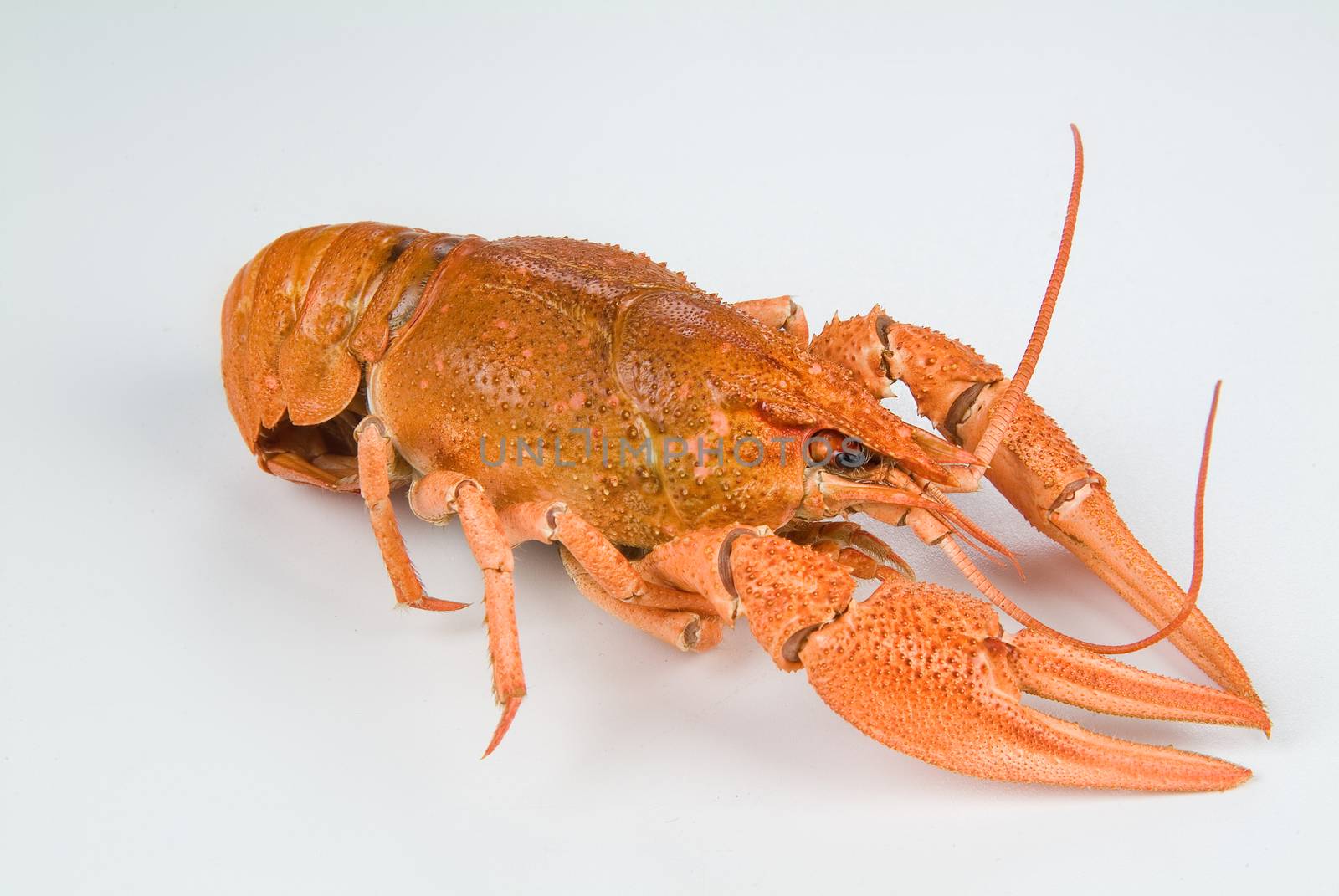 Crawfish on a studio background