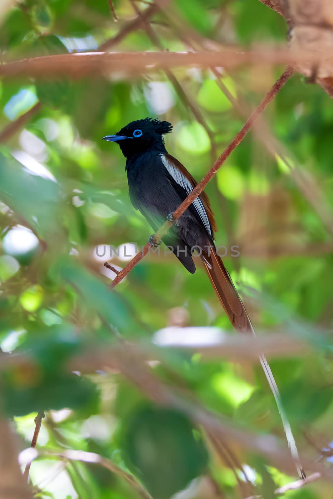 beautiful colored small bird African Paradise Flycatcher by artush