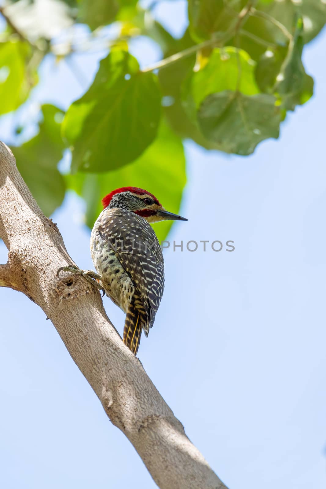 bird Nubian woodpecker Ethiopia Africa safari wildlife by artush