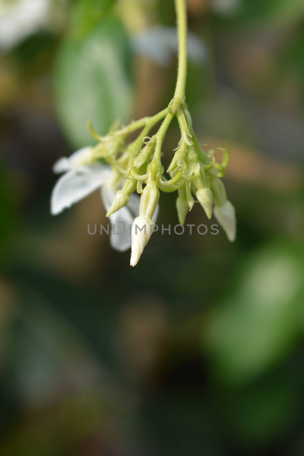 Star jasmine flower buds - Latin name - Trachelospermum jasminoides