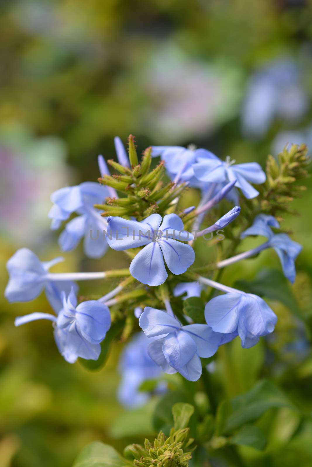 Blue plumbago flowers - Latin name - Plumbago auriculata