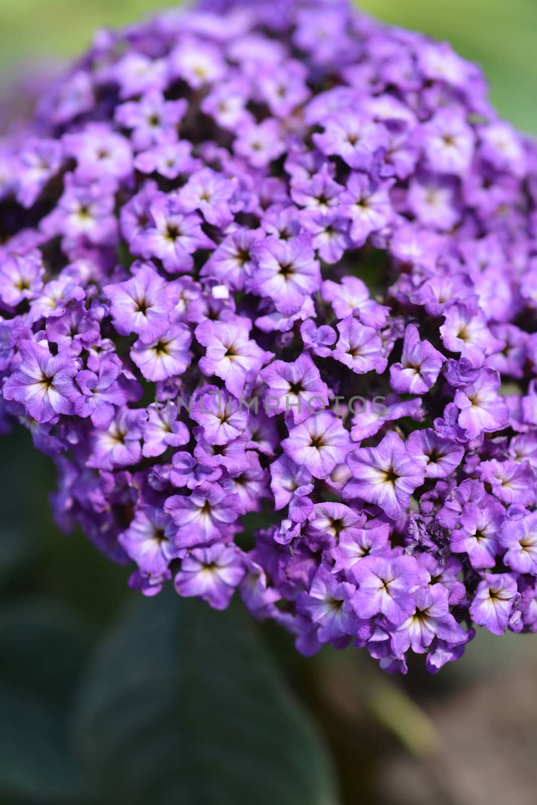 Garden heliotrope flowers - Latin name - Heliotropium arborescens