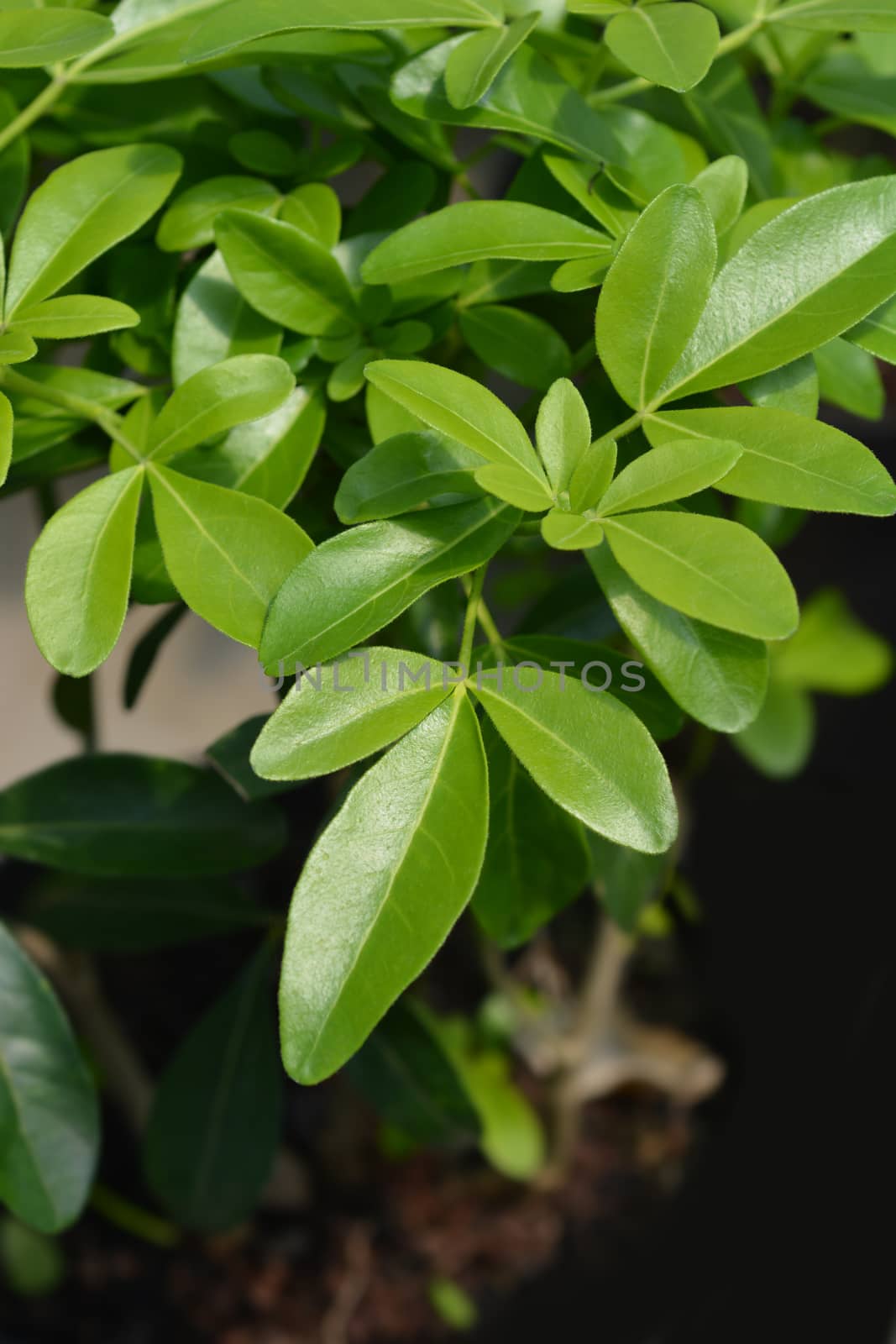 Mexican orange leaves - Latin name - Choisya ternata