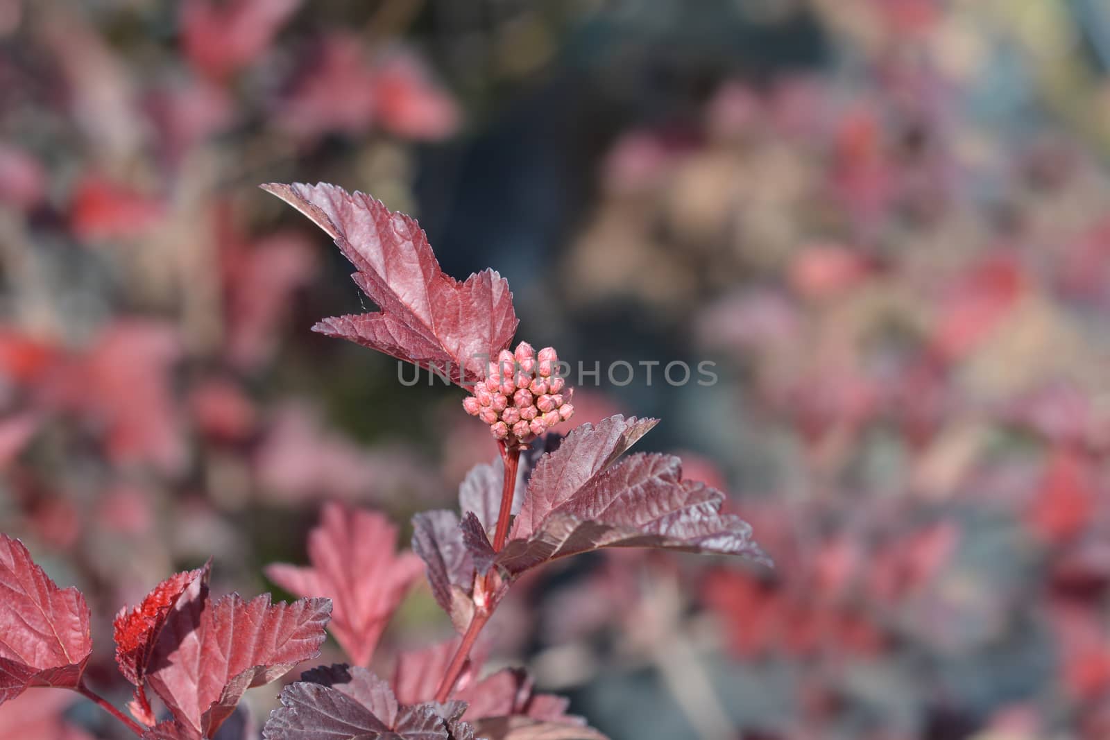 Ninebark branch - Latin name - Physocarpus opulifolius