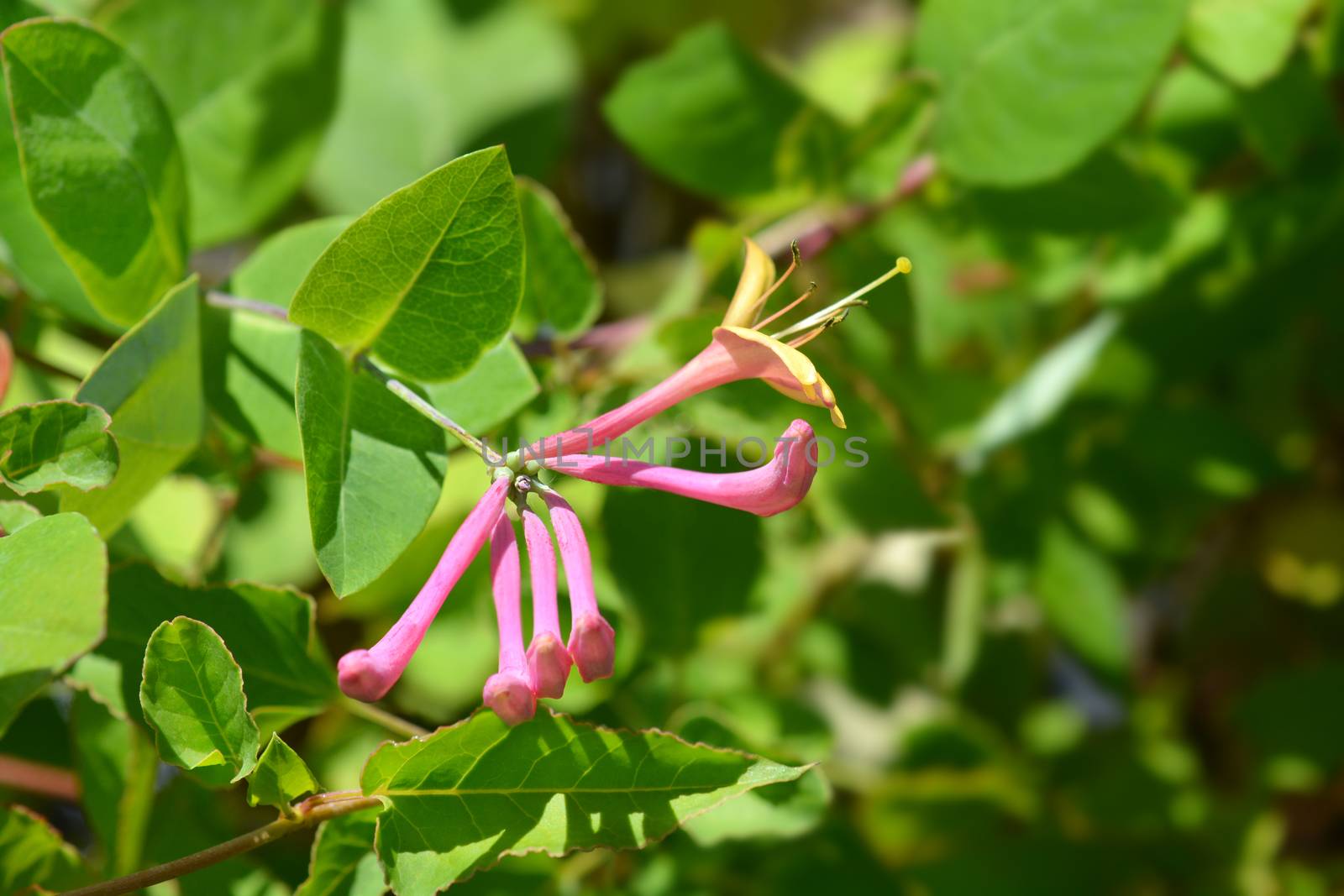 Honeysuckle American Beauty flower buds - Latin name - Lonicera x heckrottii American Beauty