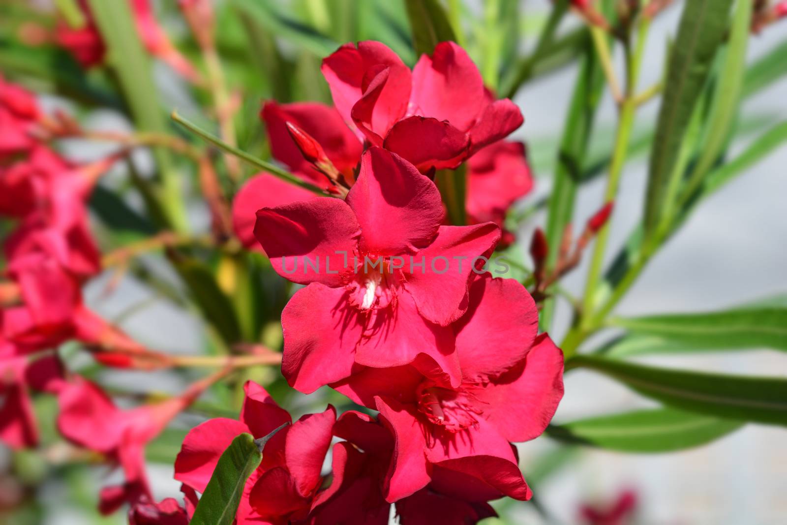 Common oleander pink flowers - Latin name - Nerium oleander