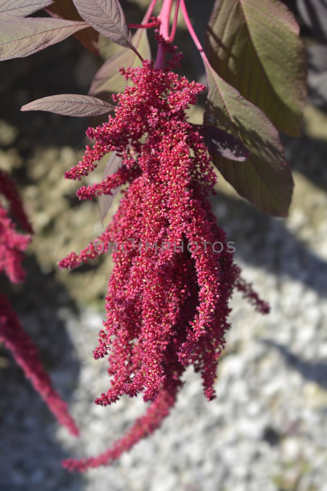 Amaranth Velvet Curtains - Latin name - Amaranthus cruentus Velvet Curtains