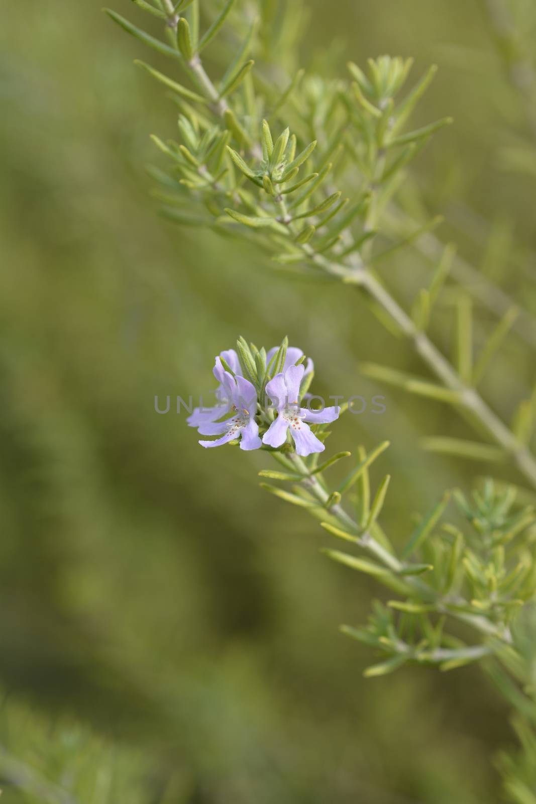 Coastal rosemary - Latin name - Westringia fruticosa