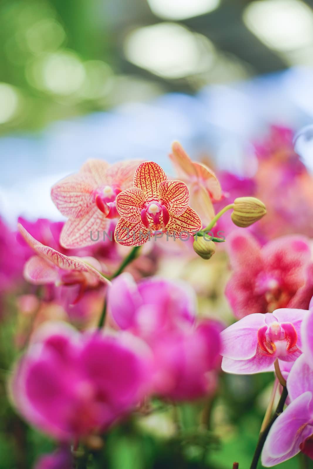 Closed up shot beautiful pink orchid in the garden.