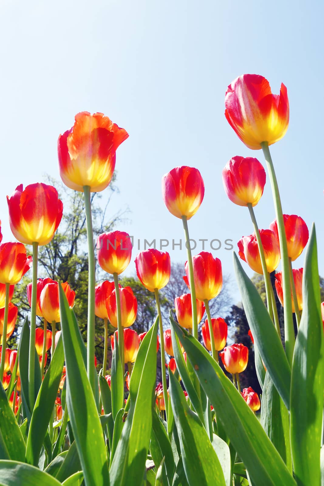 Tulips in the flowerbed. by bongia