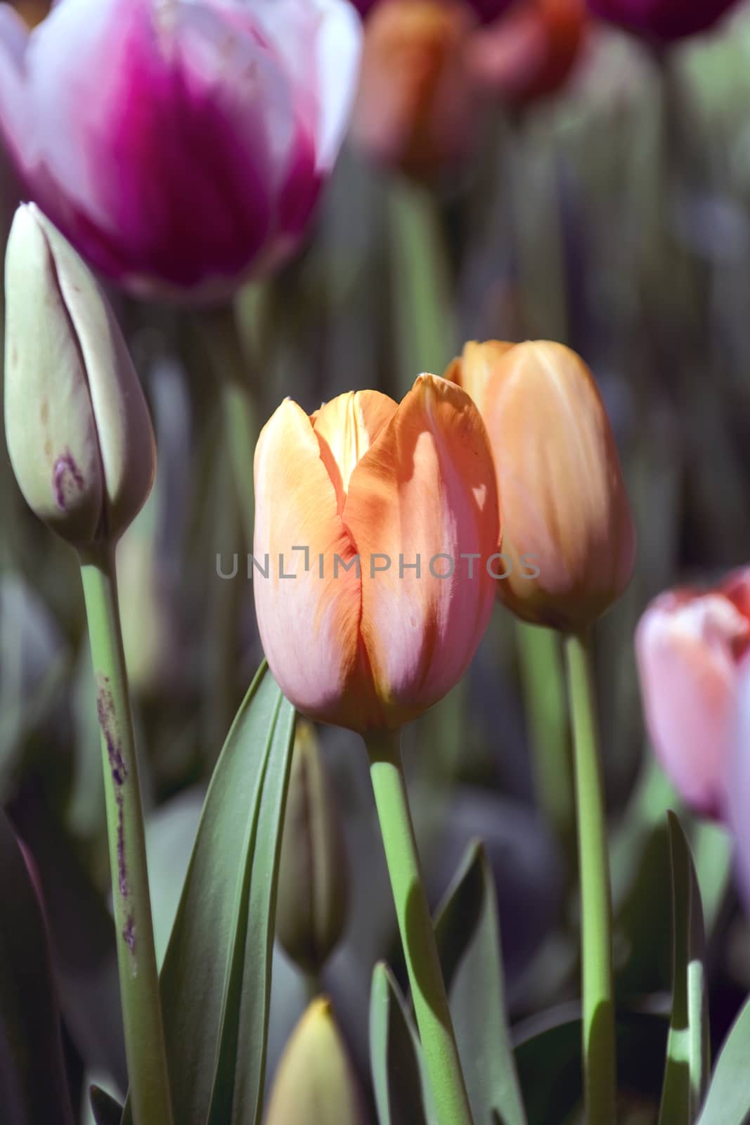 Blooming tulips in spring