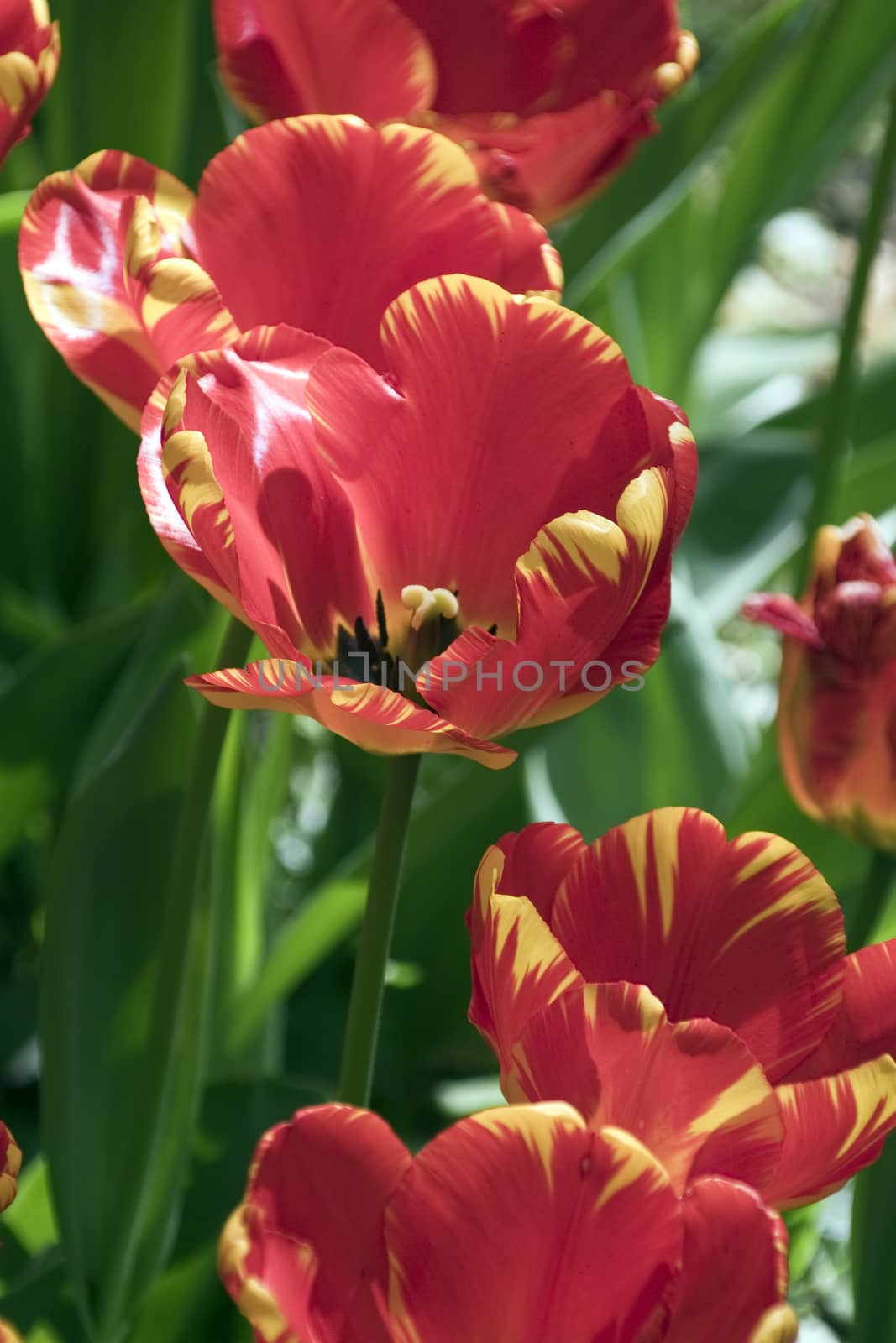 Tulips in the flowerbed. by bongia