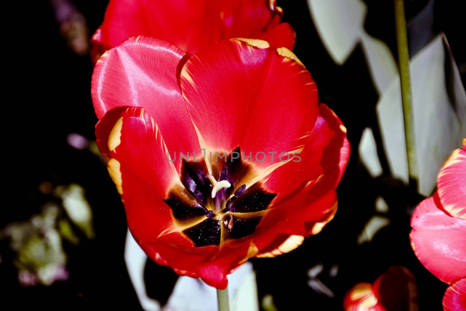 Blooming tulips in spring