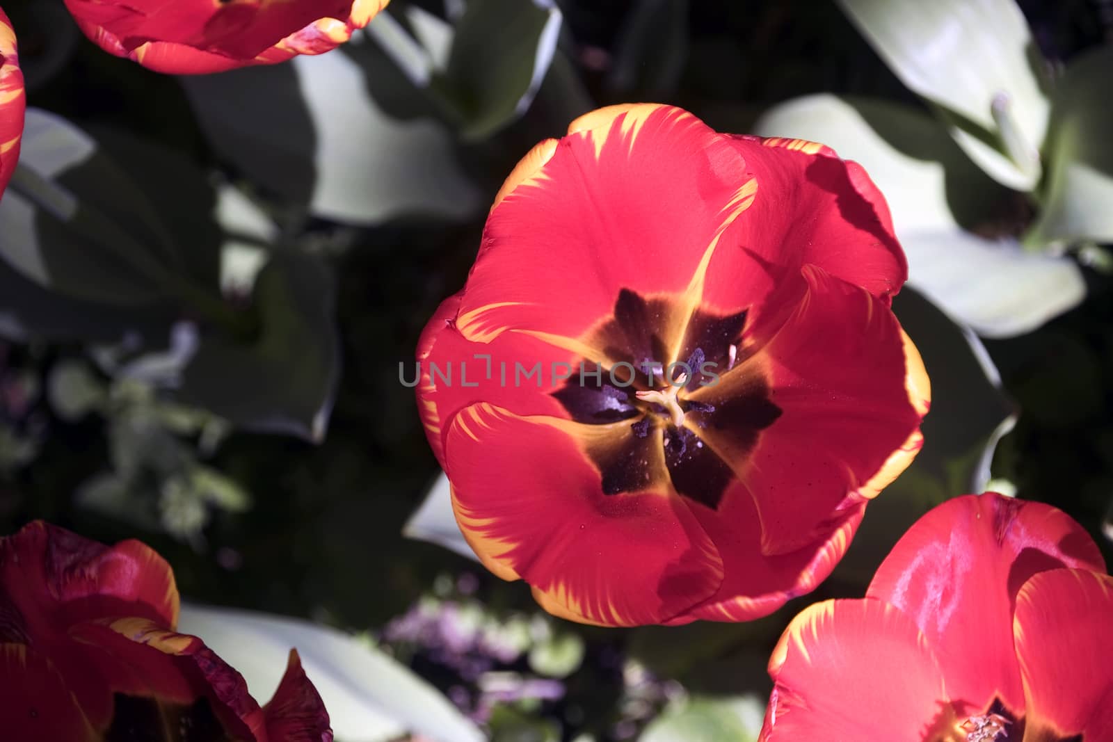 Blooming tulips in spring