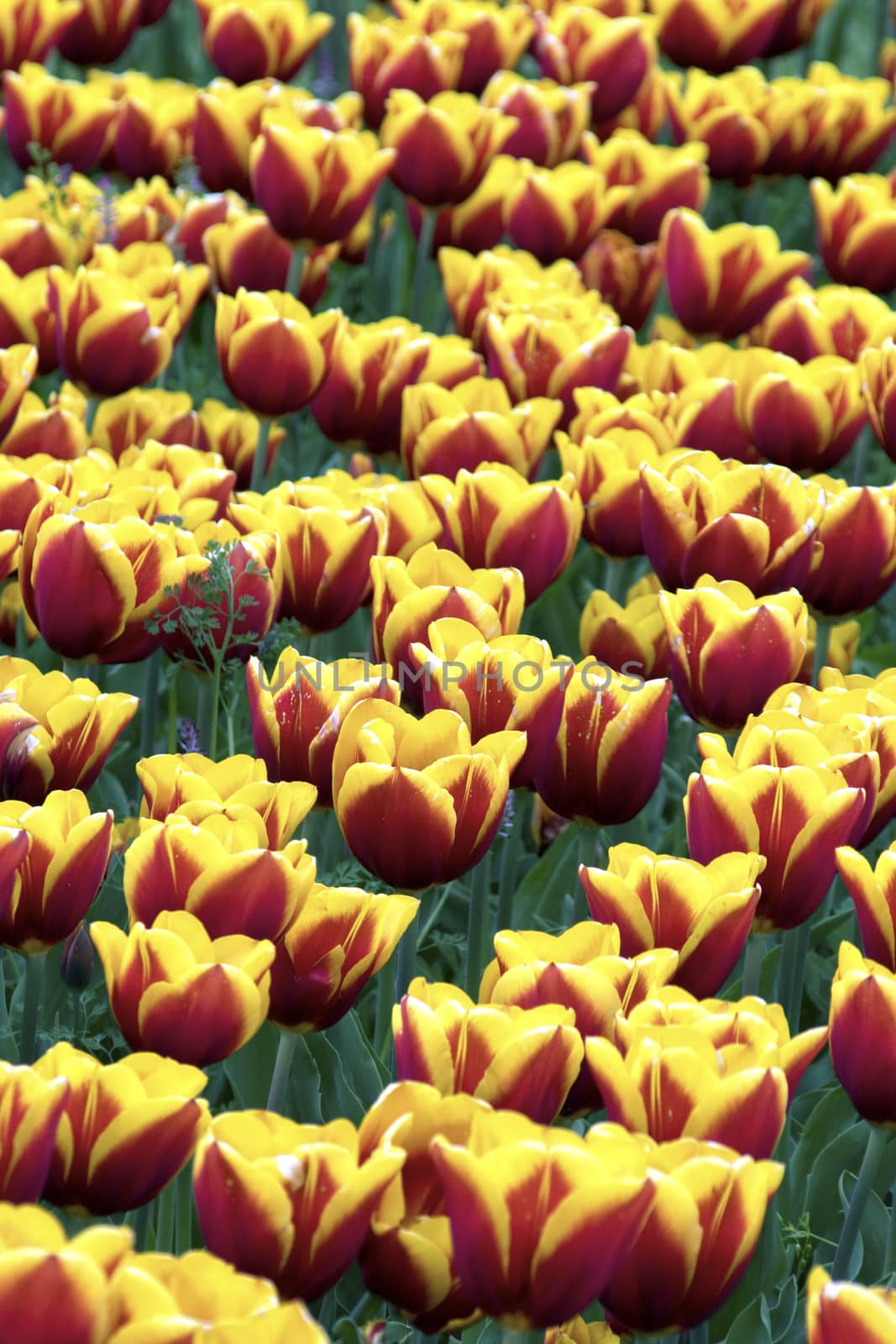 Blooming tulips in spring