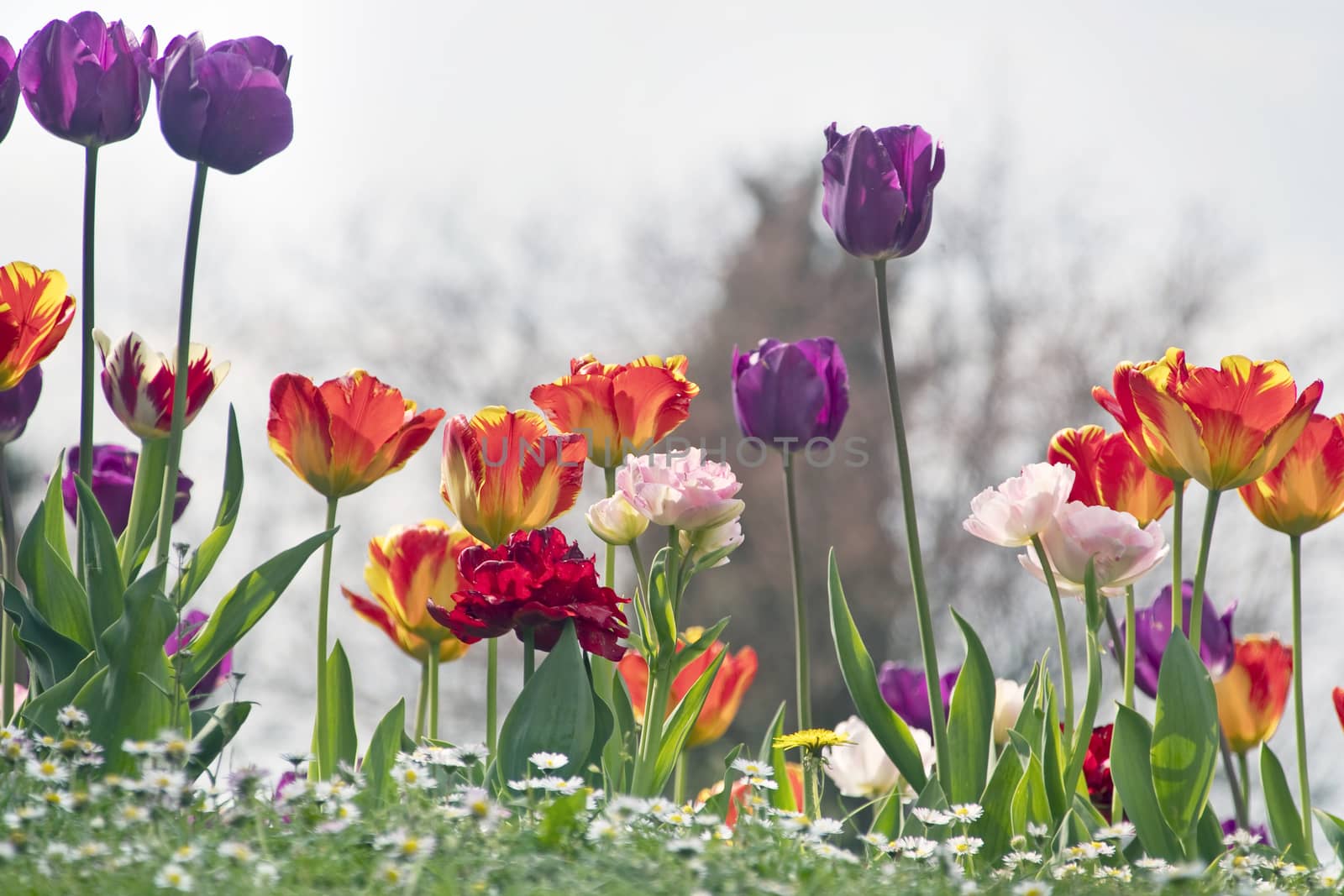 Tulips in the flowerbed. by bongia