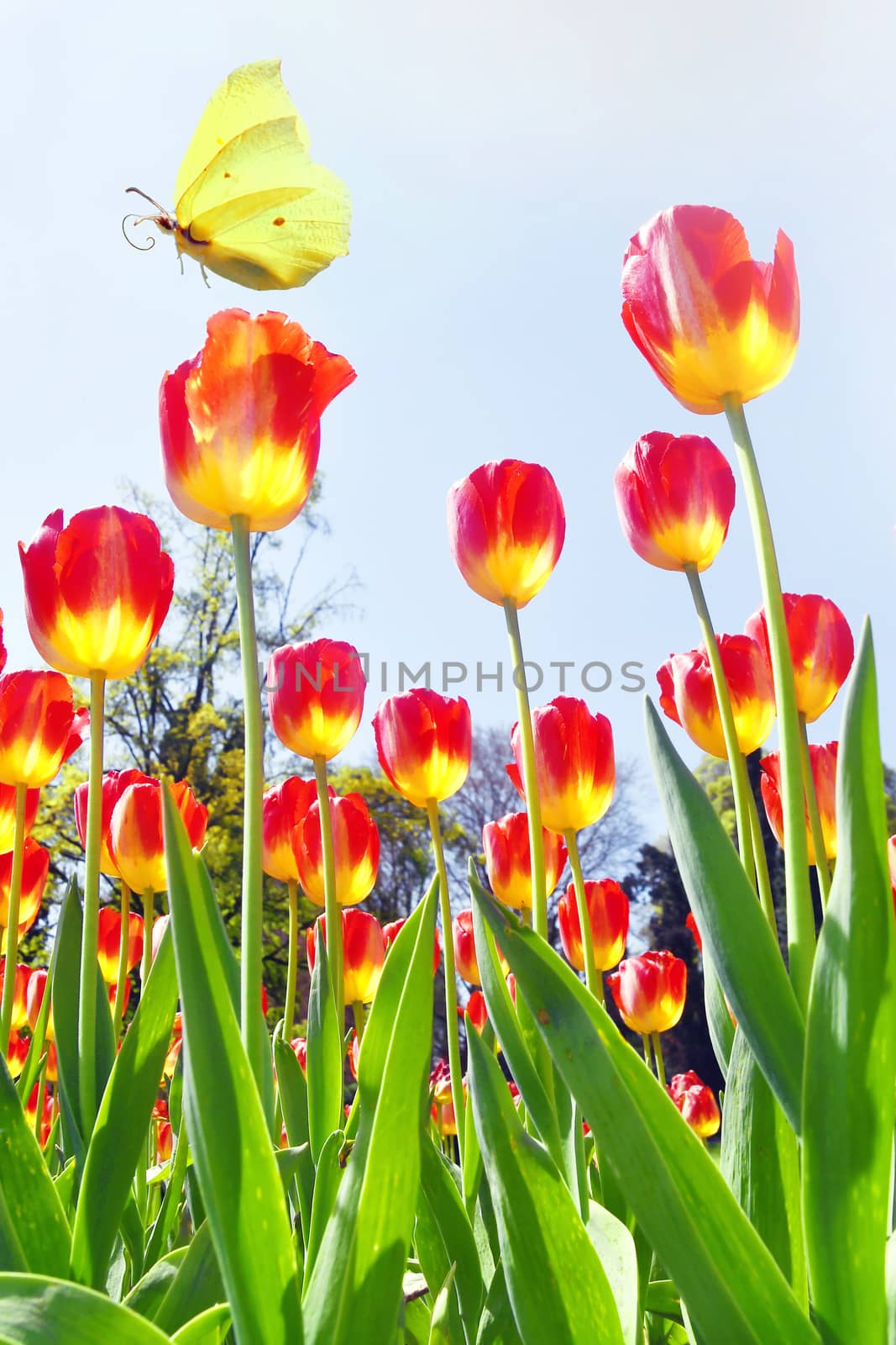 Tulips in the flowerbed. by bongia