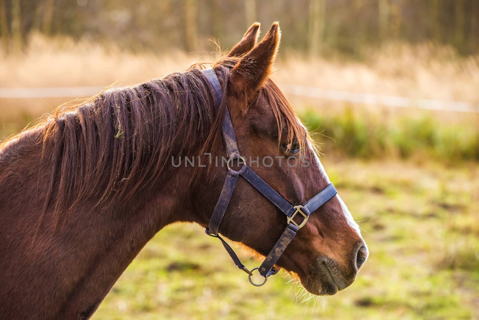 Horse profile on nature. Portrait of a horse, brown horse.