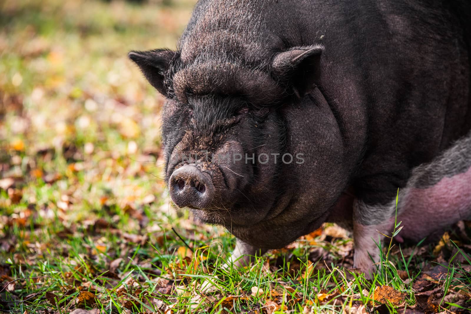 Big Vietnamese black pig close up profile portrait on the farm
