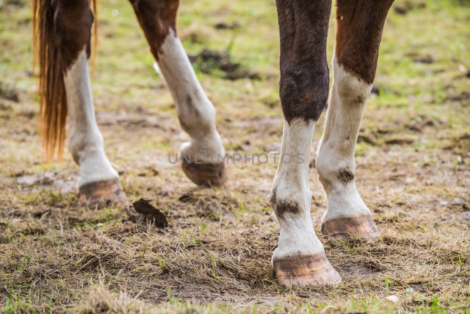Close up of brown horse legs and hooves by infinityyy
