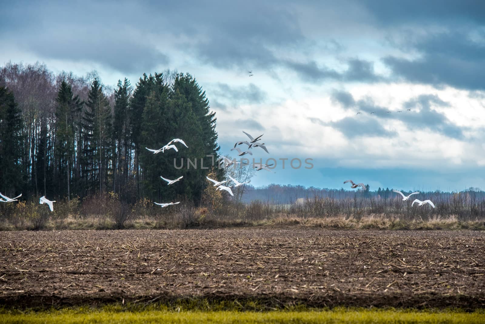 A flock of Whooper swan, Cygnus walking and feeding in a farmer s green rape field, Latvia.