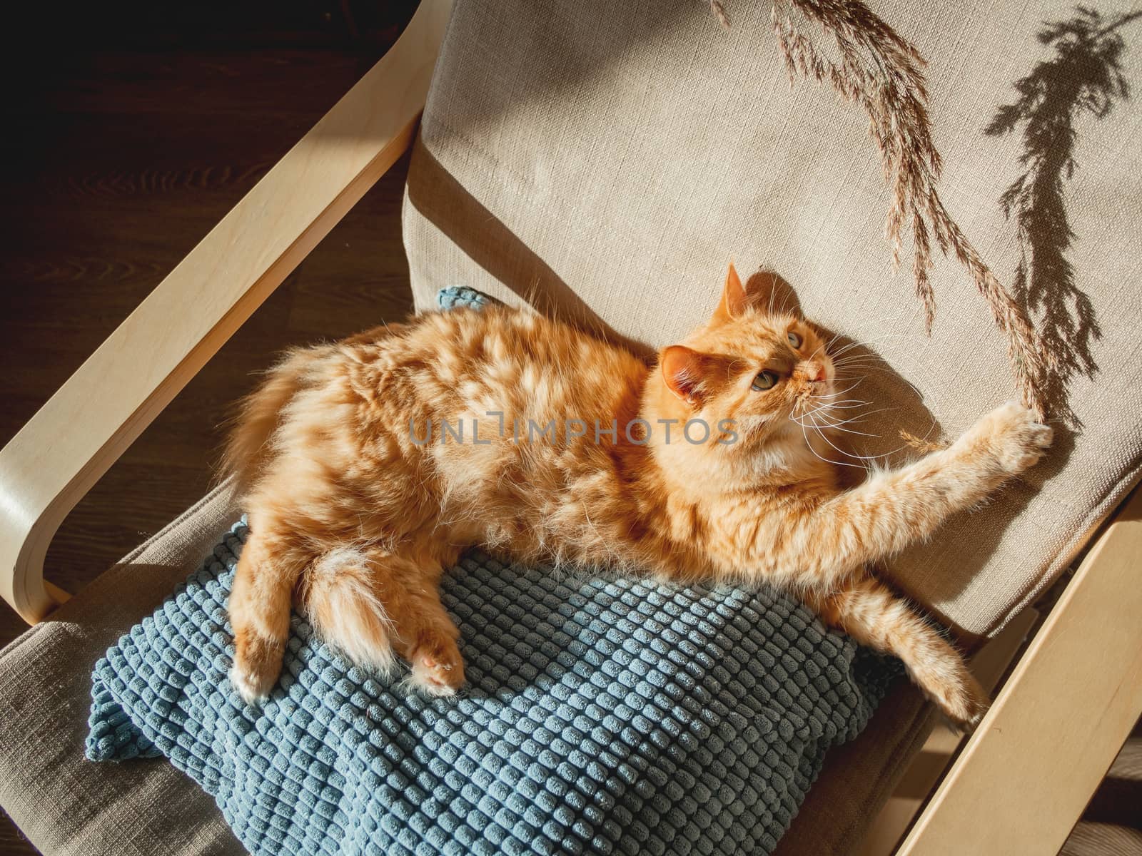 Top view on cute ginger cat lying on pillow. Woman id using dried grass used as toy for fluffy pet. Cozy home lit with sun.