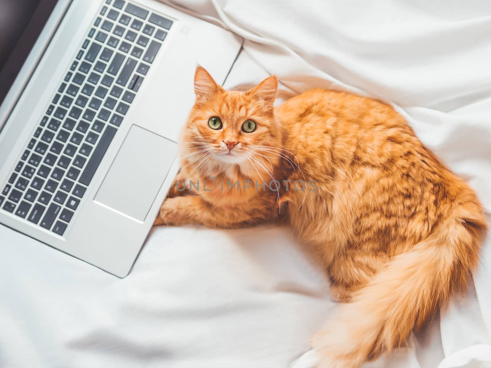 Top view on cute ginger cat lying in bed with laptop. Fluffy pet with computer. Fuzzy domestic animal works remotely like human. Cozy home.