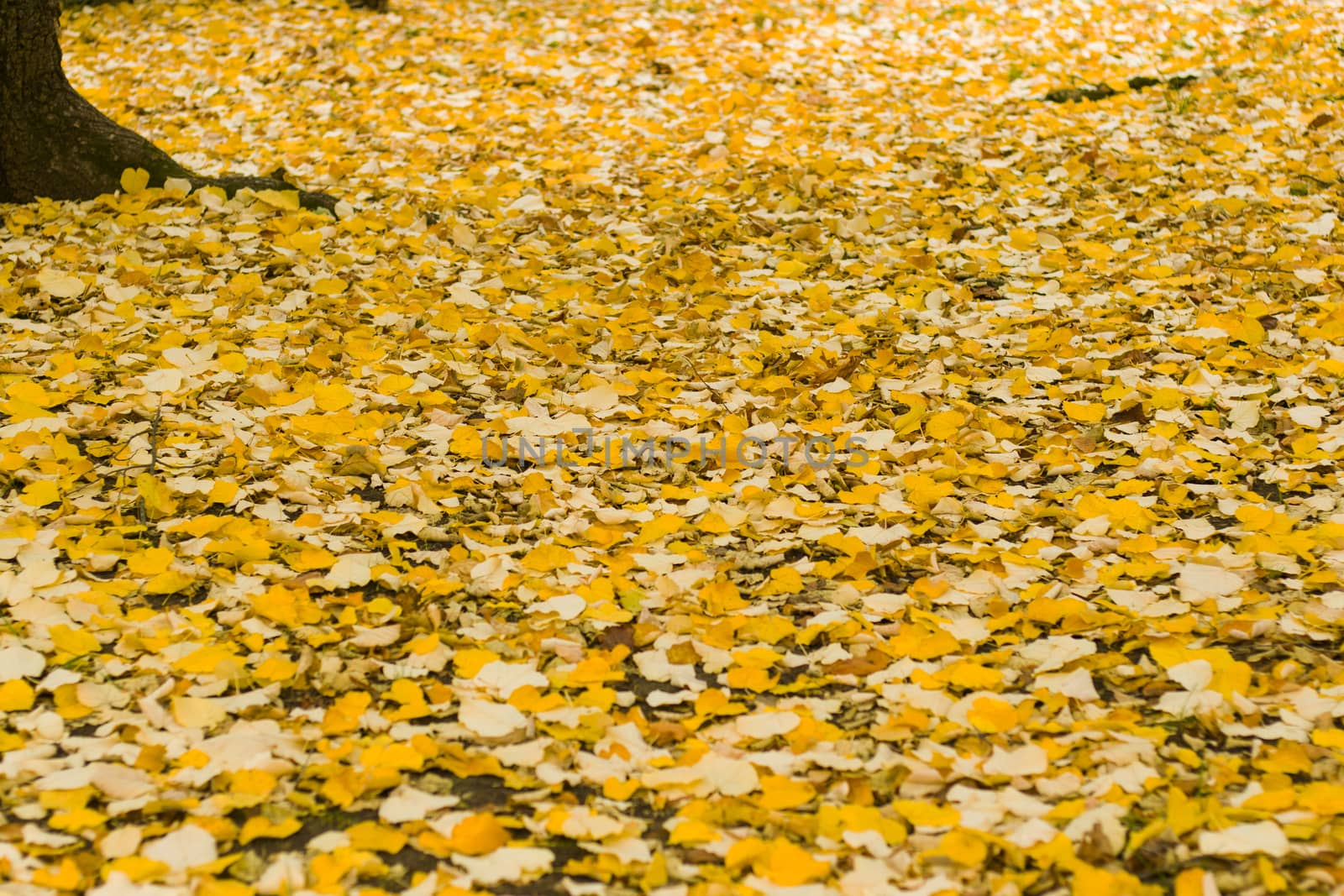 Yellow leaves on the land background and texture, nature autumn and fall