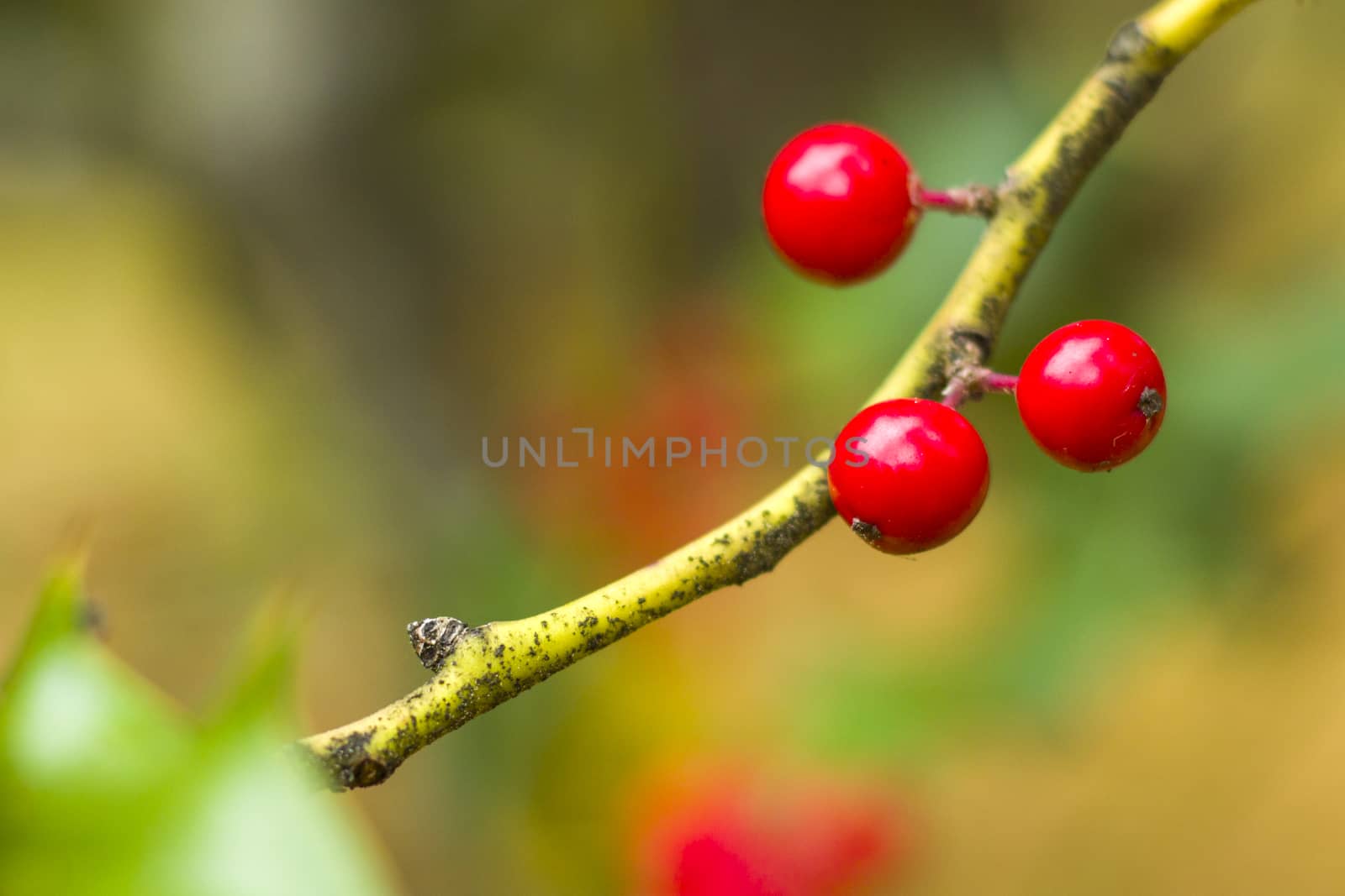 Real christmas berry macro and close-up, tree and leave by Taidundua