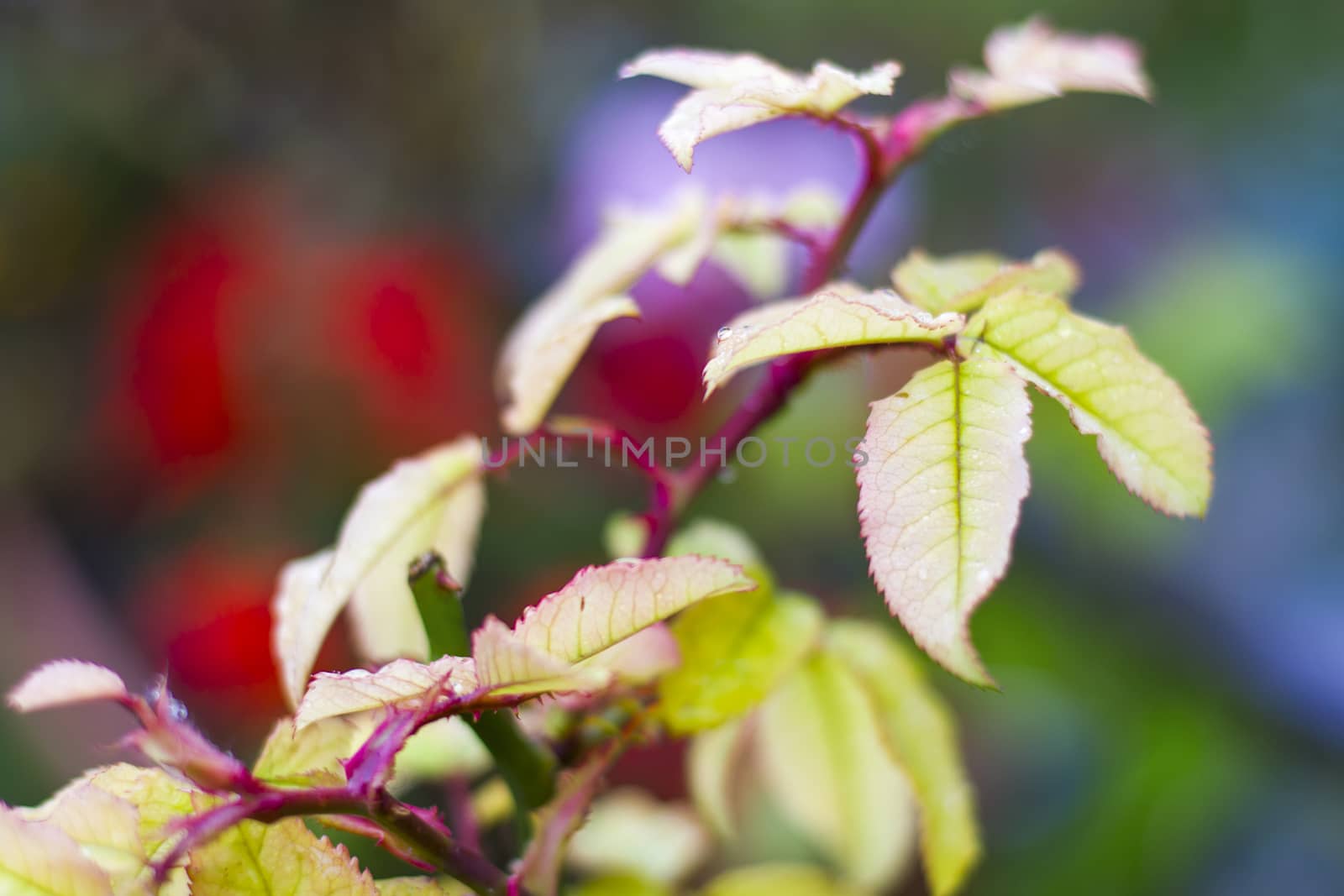 Colorful plant yellow leaves on the colorful bokeh background by Taidundua