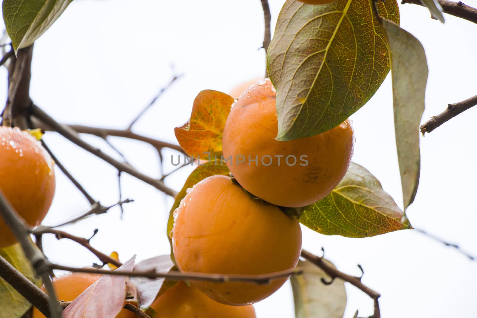 Persimmons on the tree, branch and leaves, autumn fruit close-up by Taidundua