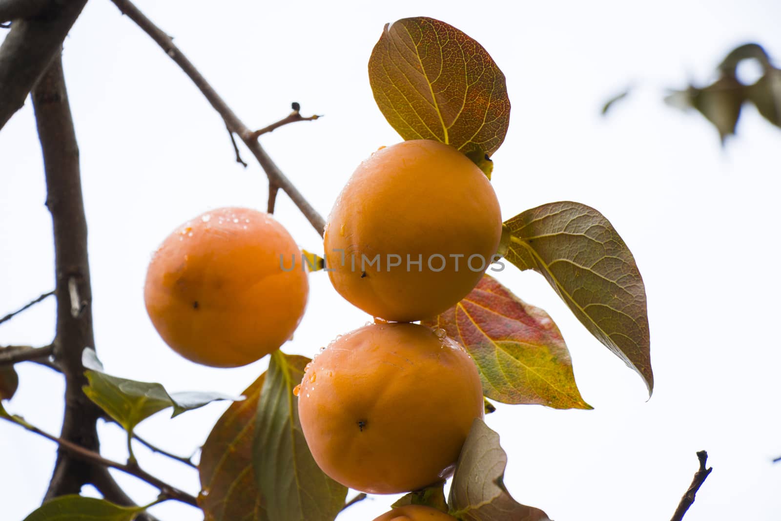 Persimmons on the tree, branch and leaves, autumn fruit close-up in Georgia