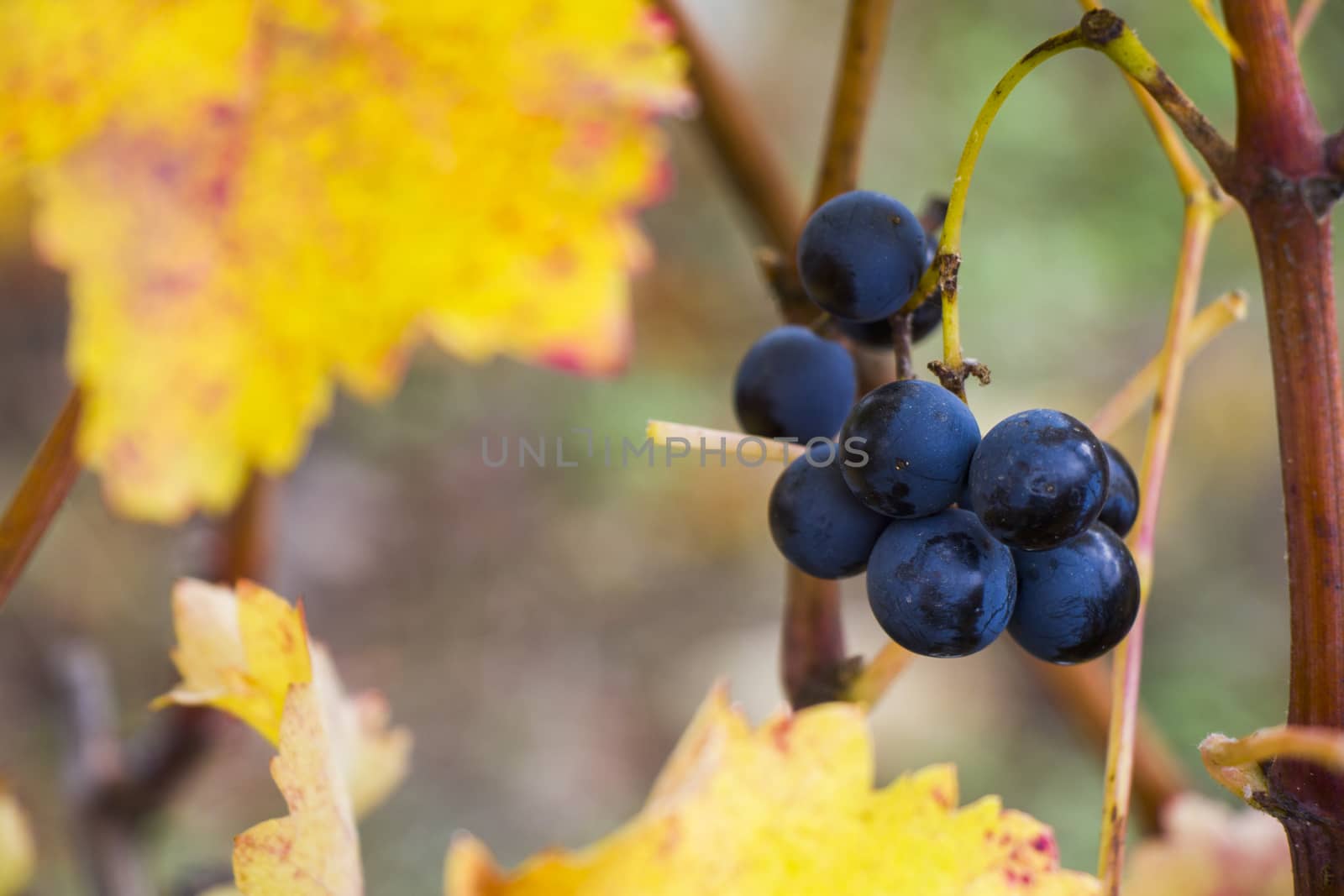 Close-up and macro of grope in winery and wine yard in Georgia. by Taidundua