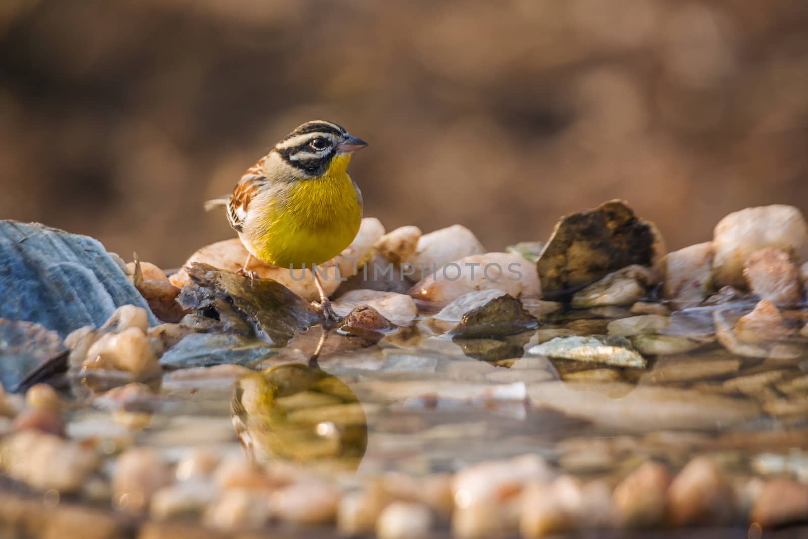 African Golden breasted Bunting standing at waterhole in Kruger National park, South Africa ; Specie Fringillaria flaviventris family of Emberizidae