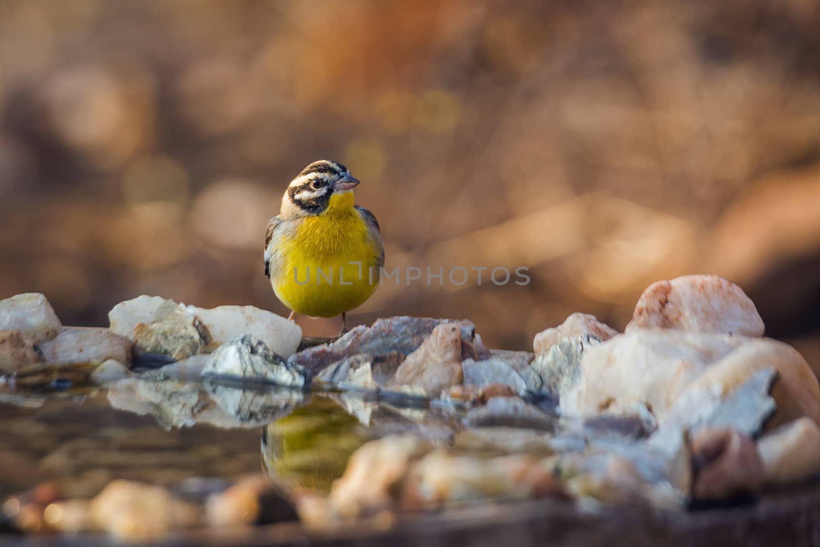 African Golden breasted Bunting standing at waterhole in Kruger National park, South Africa ; Specie Fringillaria flaviventris family of Emberizidae