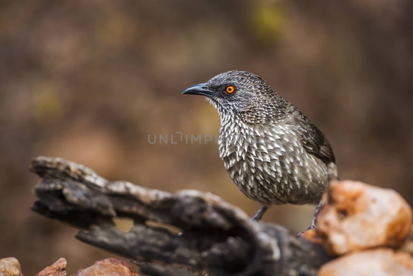 Arrow marked Babbler standing on a log with natural background in Kruger National park, South Africa ; Specie Turdoides jardineii family of Leiothrichidae