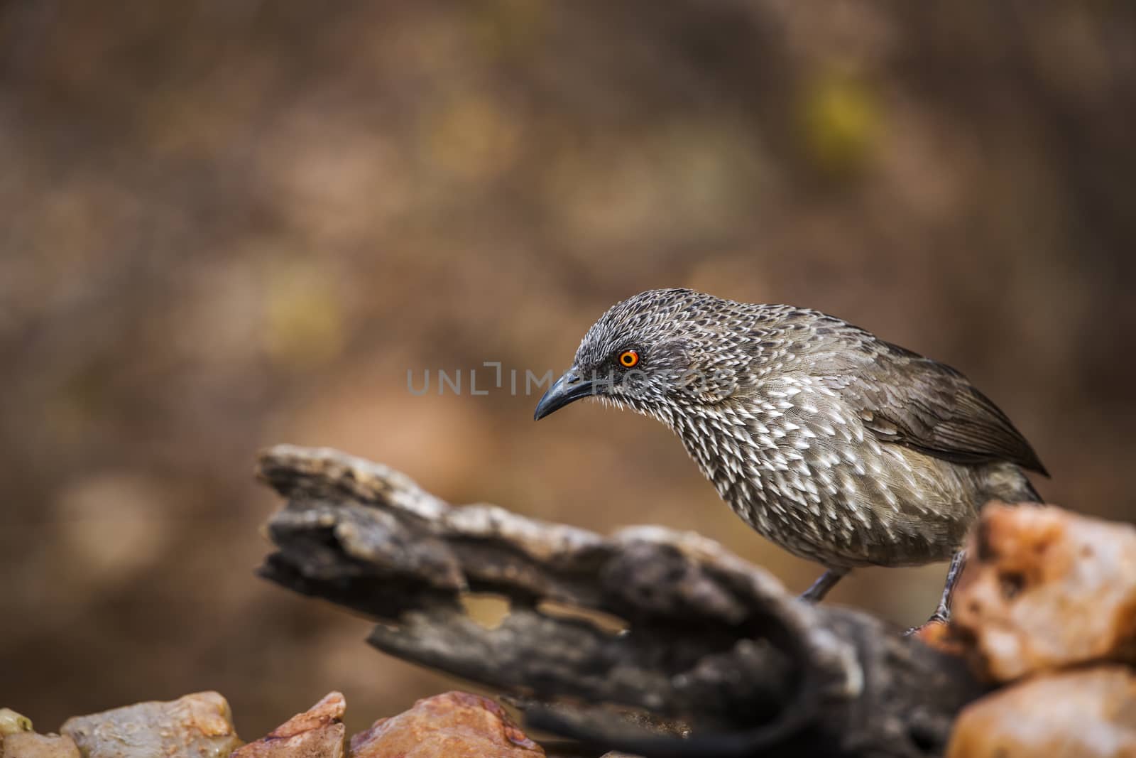 Arrow marked Babbler standing on a log with natural background in Kruger National park, South Africa ; Specie Turdoides jardineii family of Leiothrichidae