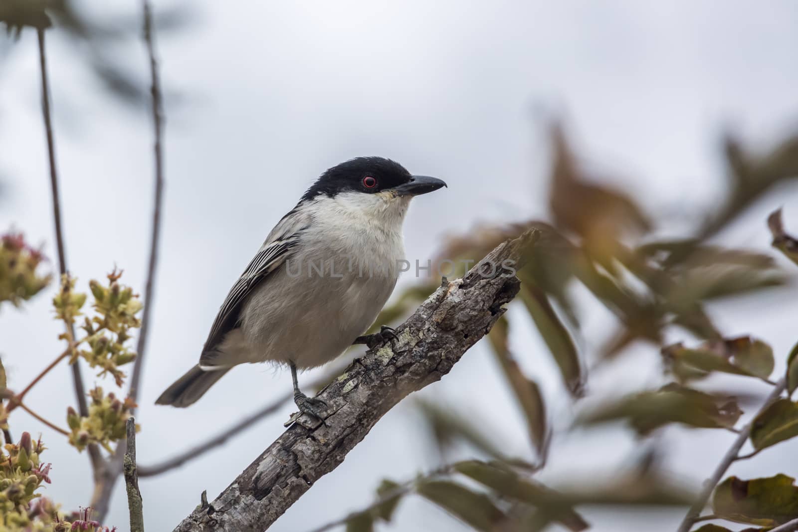Black backed Puffback standing on a branch isolated in Kruger National park, South Africa ; Specie Dryoscopus cubla family of Malaconotidae