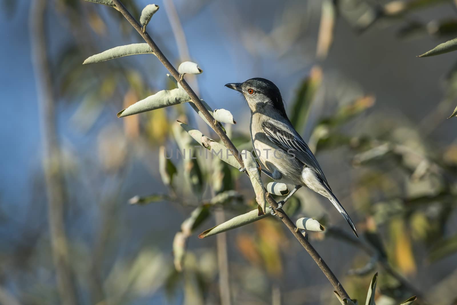 Black backed Puffback standing in shrub in Kruger National park, South Africa ; Specie Dryoscopus cubla family of Malaconotidae
