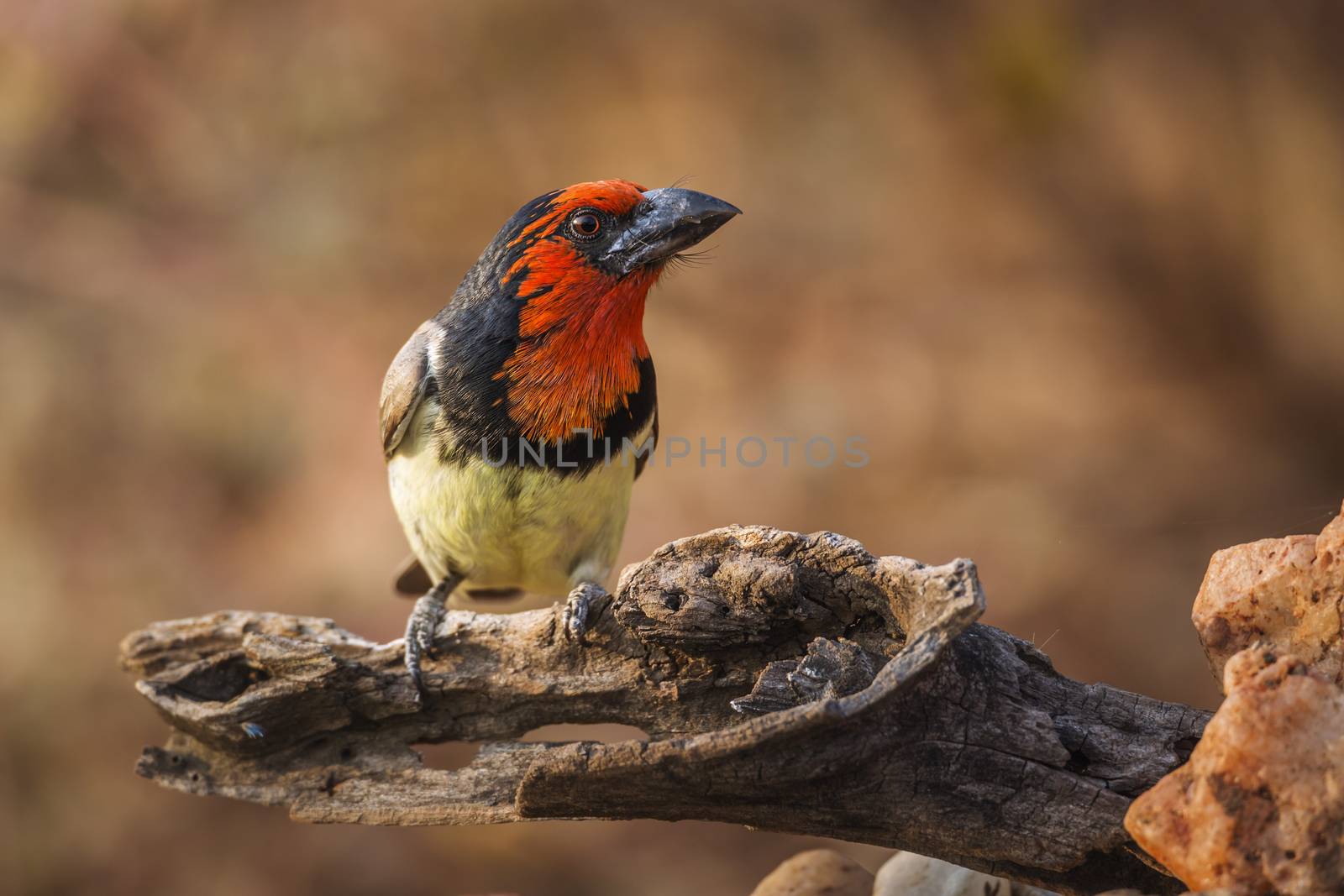 Black collared Barbet standing on a log with blur background in Kruger National park, South Africa ; Specie Lybius torquatus family of Ramphastidae