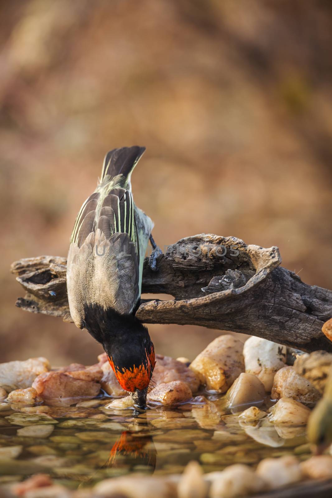 Black collared Barbet drinking in waterhole in Kruger National park, South Africa ; Specie Lybius torquatus family of Ramphastidae