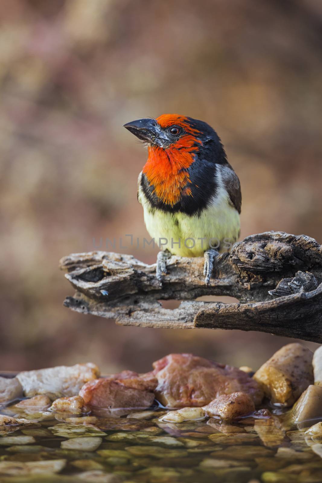 Black collared Barbet in Kruger National park, South Africa by PACOCOMO